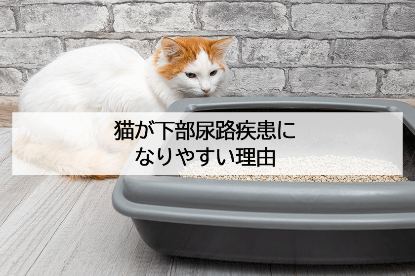 猫が下部尿路疾患になりやすい理由は？