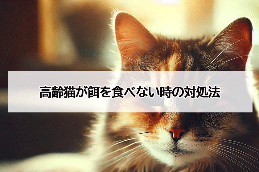 餌を食べない時の対処法