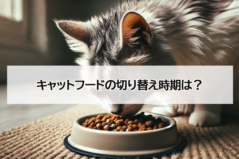 キャットフードに切り替え時期について